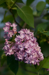 Obraz na płótnie Canvas lilac flowers on a branch