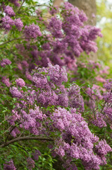 Obraz premium pink lilac flowers in the garden