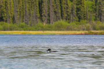 Single loon seen in open water lake during summer time in Yukon, Canada. 