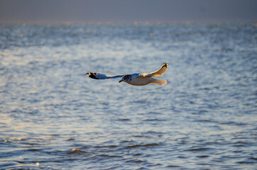 Seagull Morning Raise
