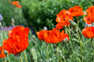 deep orange flowers in hard light 