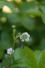 wild strawberry (rear view)