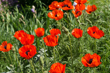 field of poppies