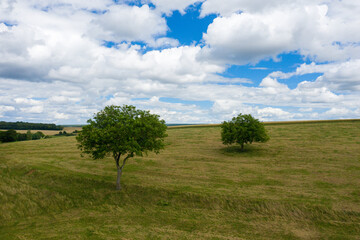 Fototapeta na wymiar Green trees in the middle of a field in Europe, France, Burgundy, Nievre, in summer on a sunny day.