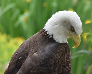 American Bald Eagle