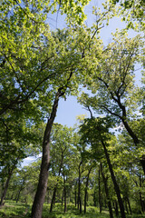 trees in the park