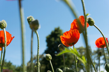 Obraz premium blue sky, stems, flowers, and trees