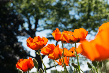 Fototapeta premium tree in silhouette and multiple orange blossoms on long stems