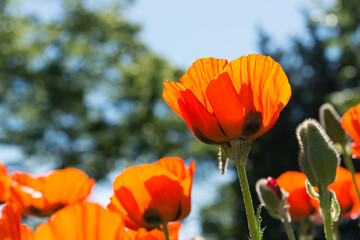 Fototapeta premium orange flowers and buds on a sky and tree background