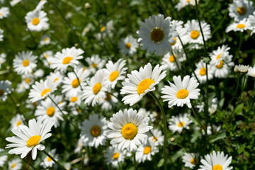 Fototapeta premium field of daisies