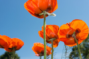 Obraz premium poppy flowers against blue sky