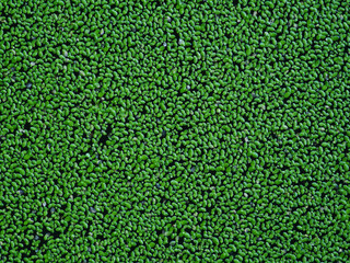 Floating aquatic weeds form a pattern.