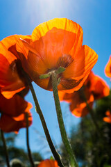 Obraz premium sun shining down on orange flowers in the garden