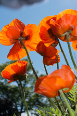 Obraz premium red poppy flowers viewed from below