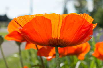 Fototapeta premium flower petals