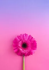Foto op Plexiglas Pink flower gerbera on pink and purple background. Minimal concept. Flat lay spring idea. Copy space. Valentines day or 8 March idea. © Creative Photo Focus