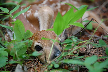 fawn