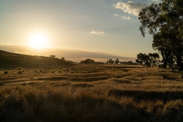 sunset over the field