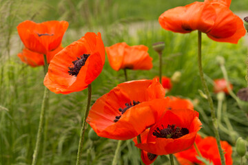 Obraz premium abstract floral composition in green and orange