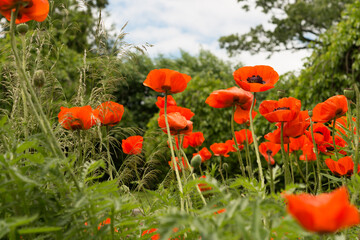 tall orange flowers in the garden with view of trees and sky