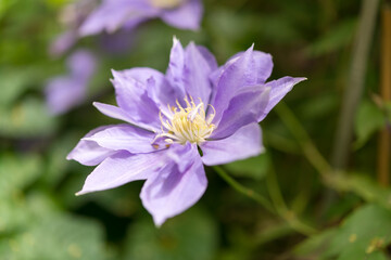 Fototapeta premium close up of a Clematis blossom in the sun