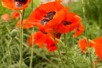 orange flowers in the garden