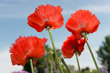 Obraz premium flowers viewed from below photographed against a blue sky