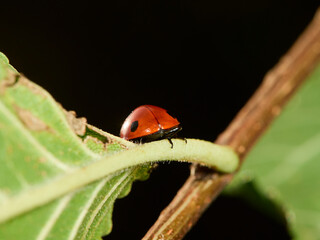 ladybug on a leaf