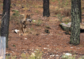 Photo of a lonely Iberian wolf walking in the forest while looking for prey to hunt in Zamora, Spain.