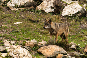 Photo of an Iberian wolf that was rescued from a zoo and lives in semi-freedom in the Iberian Wolf Centre in Zamora, Spain.