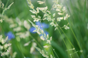 abstract background with grass and blue iris (bokeh effect)