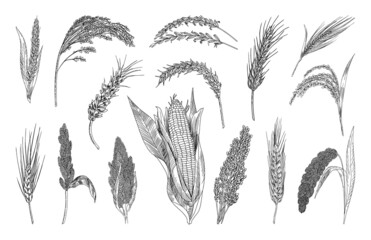 Collection of monochrome illustrations of cereals in sketch style. Hand drawings in art ink style. Black and white graphics.