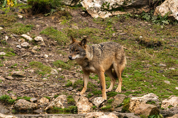 Photo of an Iberian wolf that was rescued from a zoo and lives in semi-freedom in the Iberian Wolf Centre in Zamora, Spain.
