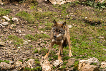 Photo of an Iberian wolf that was rescued from a zoo and lives in semi-freedom in the Iberian Wolf Centre in Zamora, Spain.