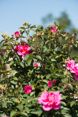bush with pink flowers and buds