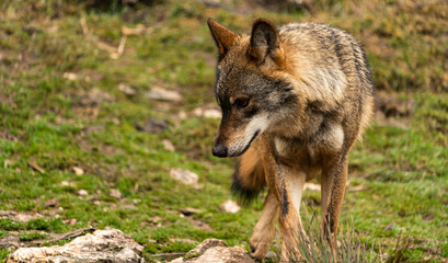 Photo of a lonely Iberian wolf walking in the forest while looking for prey to hunt in Zamora,...