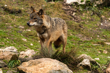 Naklejka na ściany i meble Photo of an Iberian wolf that was rescued from a zoo and lives in semi-freedom in the Iberian Wolf Centre in Zamora, Spain.
