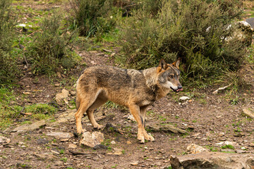 Photo of an Iberian wolf that was rescued from a zoo and lives in semi-freedom in the Iberian Wolf Centre in Zamora, Spain.