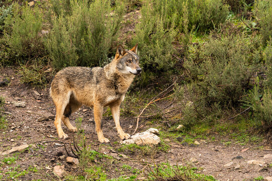 Photo of a lonely Iberian wolf walking in the forest while looking for prey to hunt in Zamora, Spain.