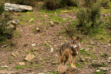 Photo of a lonely Iberian wolf walking in the forest while looking for prey to hunt in Zamora, Spain.