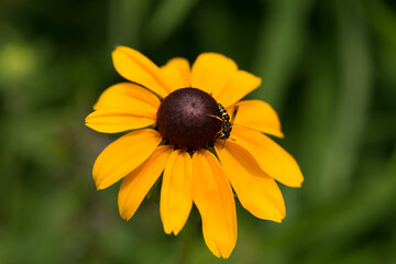 yellow flower in the garden (with bee)