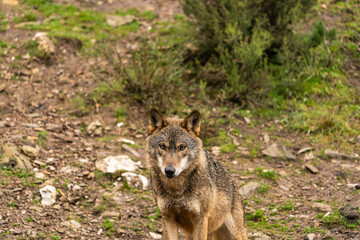 Fototapeta premium Photo of a lonely Iberian wolf walking in the forest while looking for prey to hunt in Zamora, Spain.