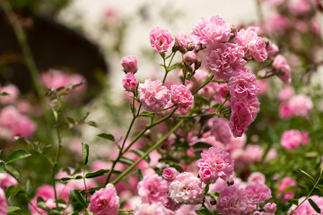 pink flowers seen from below on a cloudy day in the garden