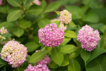pink hydrangea flowers