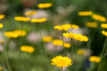 field of yellow flowers