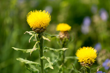 yellow thistle in bloom (Centaurea macrocephala?)