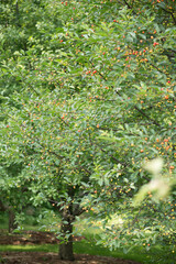 Fototapeta premium fruit trees in the orchard