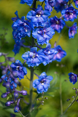 purple blue Delphinium blossoms close up