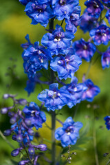 Fototapeta na wymiar deep blue and violet Delphinium
