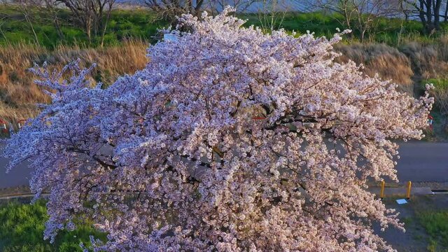 桜・ドローン